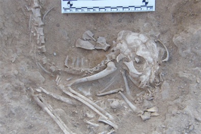 Tìm thấy xương mèo 5.600 năm tuổi ở Ai Cập